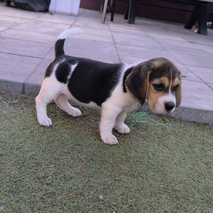 Beagle suczka bicolor Fibi mocna budowa odbiór sierpień