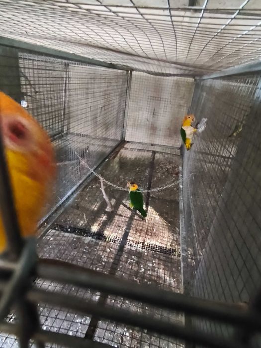 Marianinhas cabeça canela calção verde