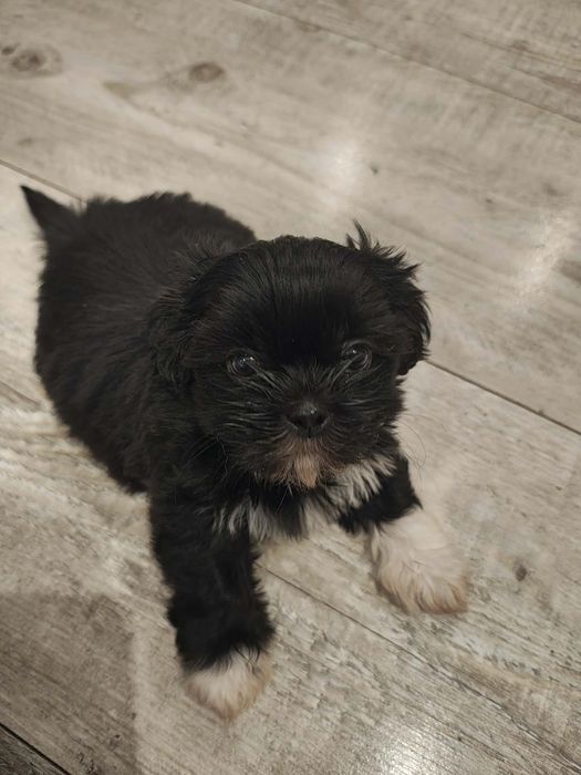 Suczka shih tzu rodowód