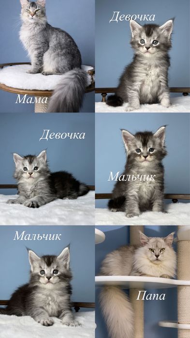 Тикированые котята мейн кун редкий окрас мальчики и девочки