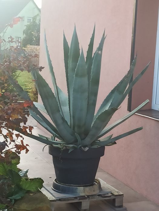 Agawa duża, wysokość z donicą 160 cm