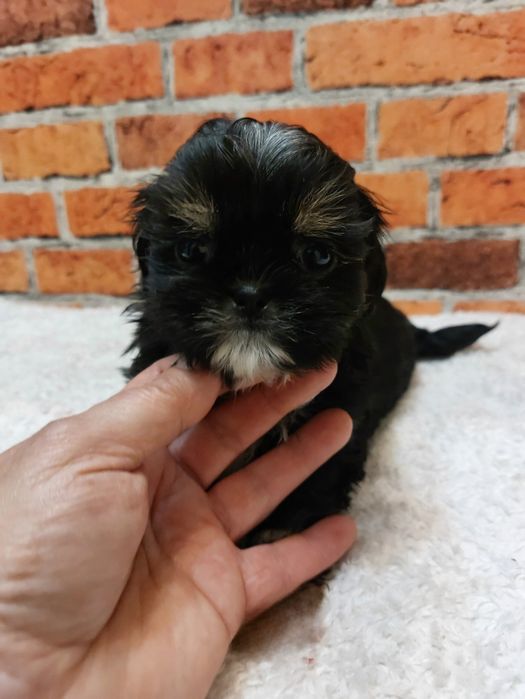 Dziewczynka Shih-tzu