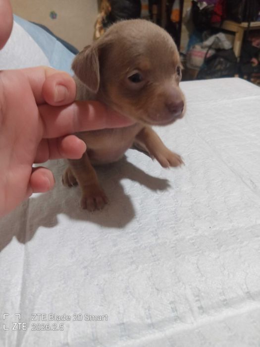 Продам цуценят той терьер 1 місяць