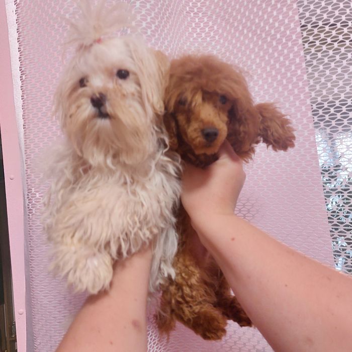 Мини песики мальтезе и пудель