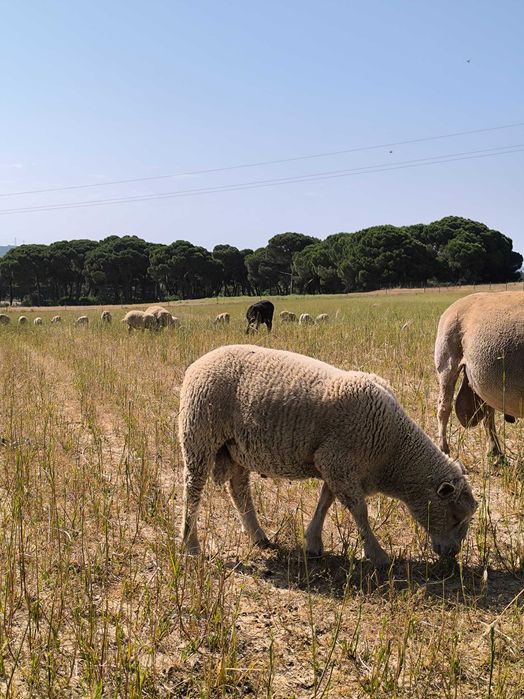 Borregos charroles*texel*merinos