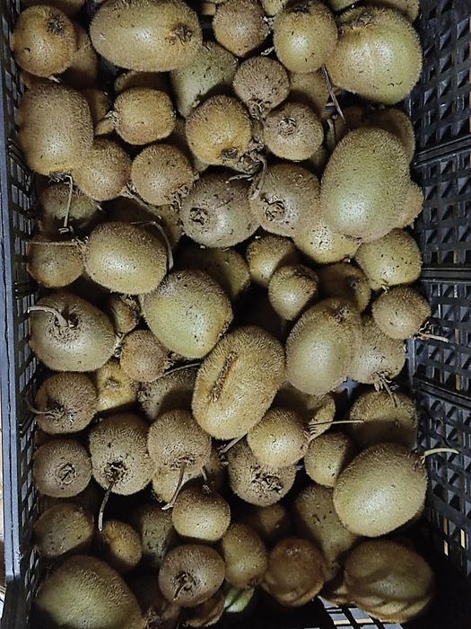 Kiwis biológicos caseiros sem químicos