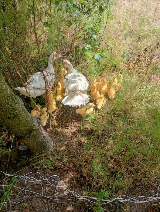 Pisklęta kaczki Francuskie