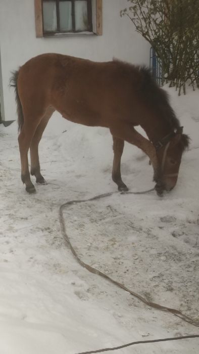 Продам лошичку 6 місяців по гарних конях дуже спокійна
