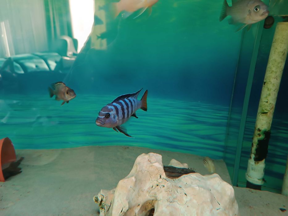 Pyszczaki mix ok 25 szt dorosłe