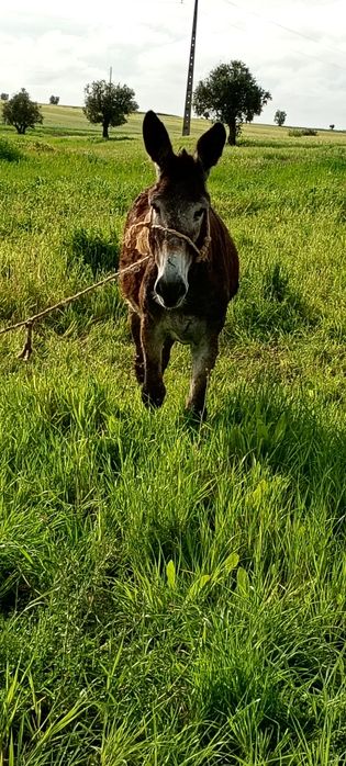 Vendo burro inteiro