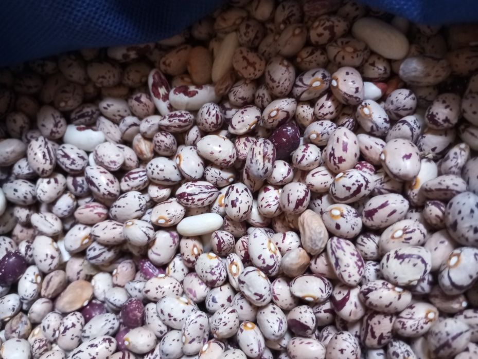 Продам сухофрукти. Фасолю