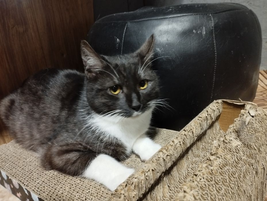 Młody kocurek Kardamon czeka na dom w schronisku