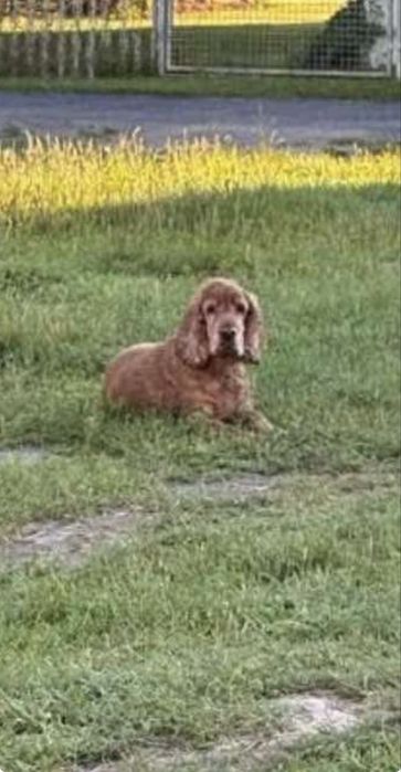 Coker Spaniel znaleziony w Łowęcicach gmina Miękinia