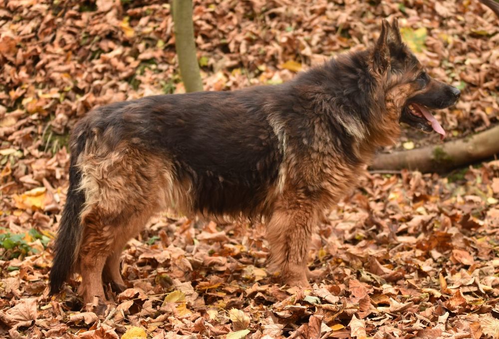 Duża suczka owczarek niemiecki do adopcji