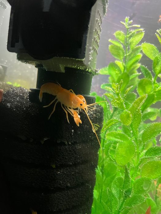 Раки для акваріуму