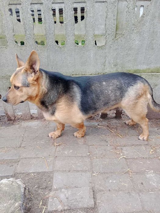 Przyjazny piesek Nero szuka domu