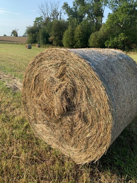 Siano bele zbiór 2025