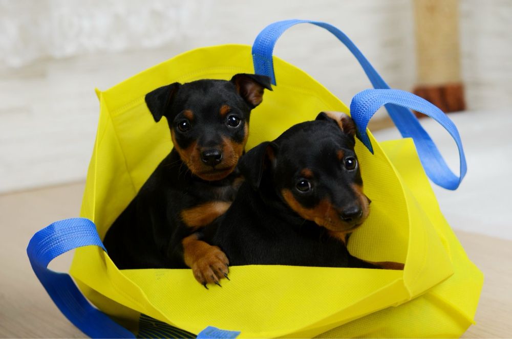 Цвергпінчер цуценята