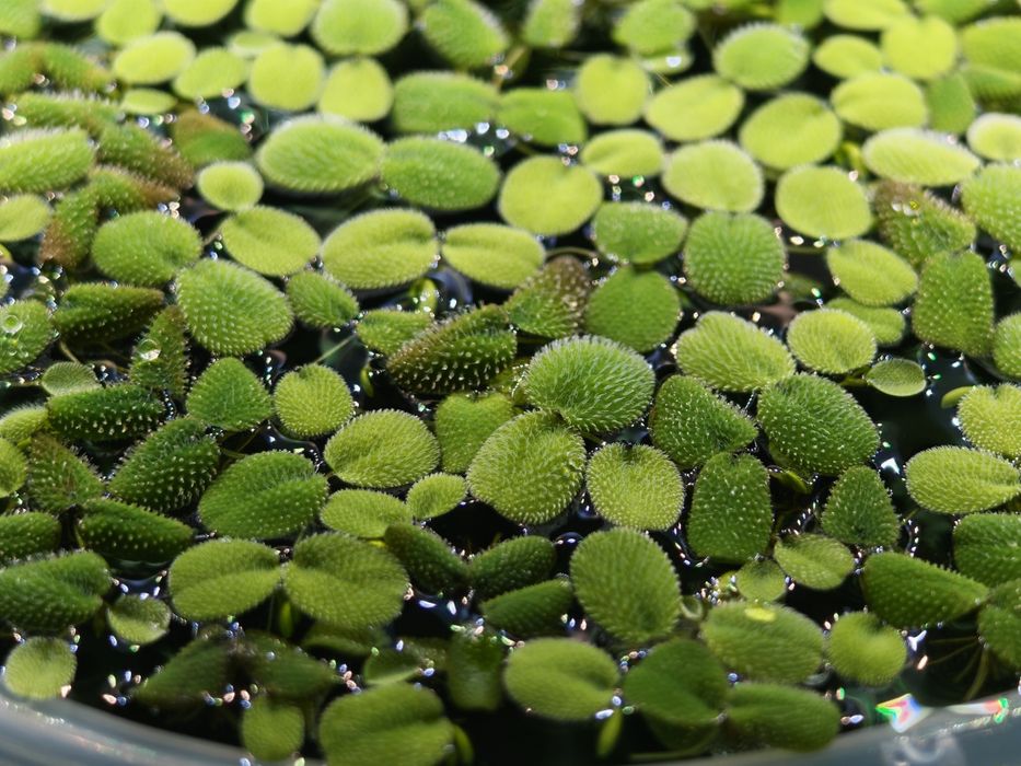 Salvinia Auriculata Minima – Planta Flutuante para Aquário