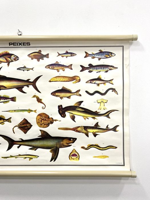 Cartaz escolar - Peixes.