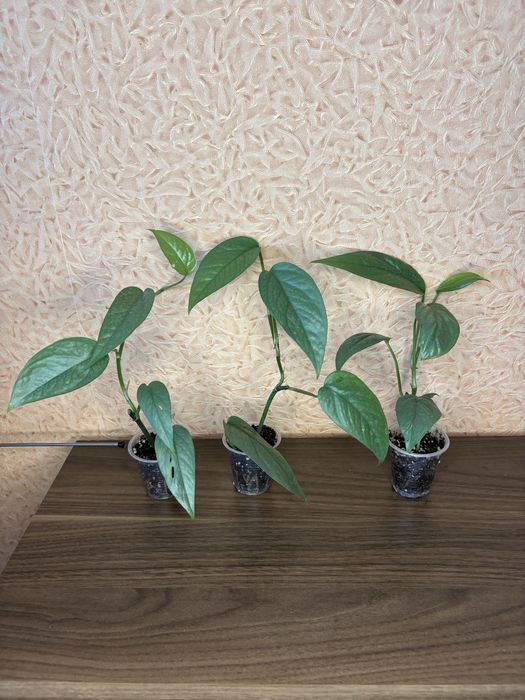 Епіпремнум Ceby Blue, сциндапсус