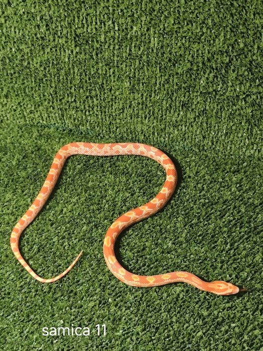 Węże zbożowe – młode różne odmiany