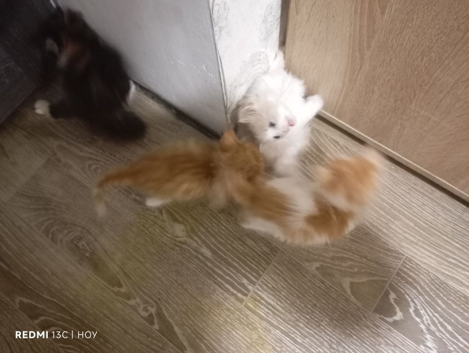 Одам котят в хорошие руки