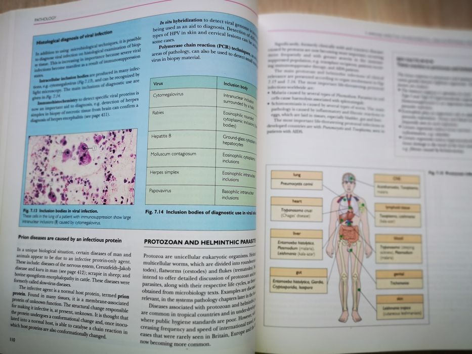 PATHOLOGY  Stevens \ Lowe