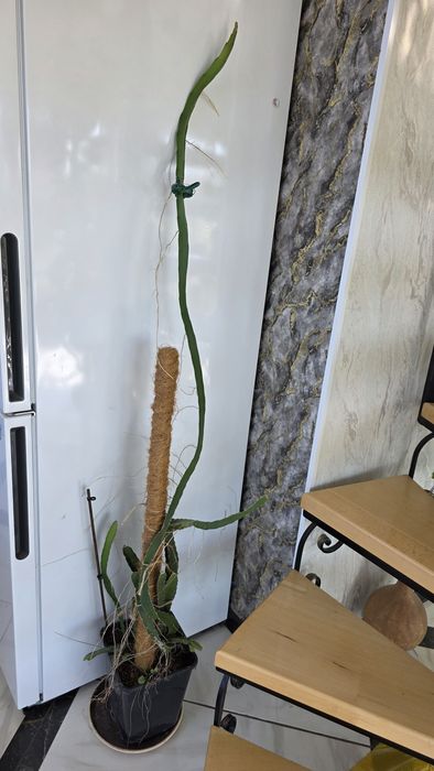 питахайя тропический кактус