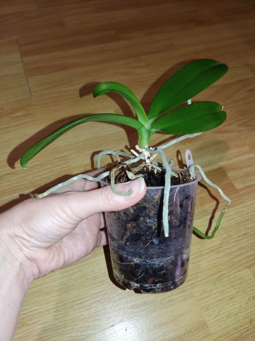 Фаленопсиси Sogo Gotris pelor і звичайна