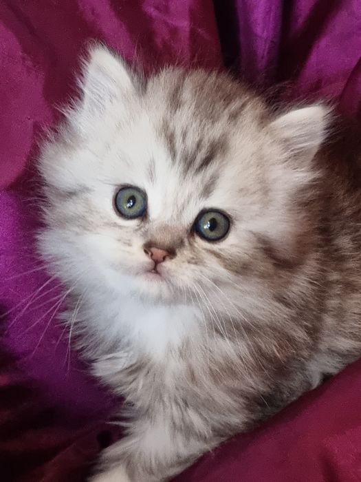 Шотландская Хайленд страйт.