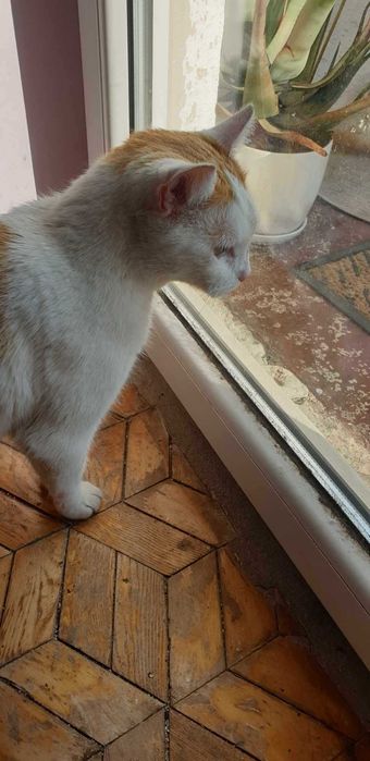 Rysio, ogromny miziak prosi o własny dom