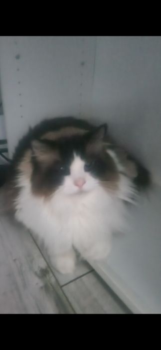 KOT rasy Ragdoll