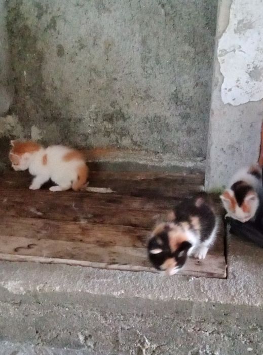 Gatos  para adoção