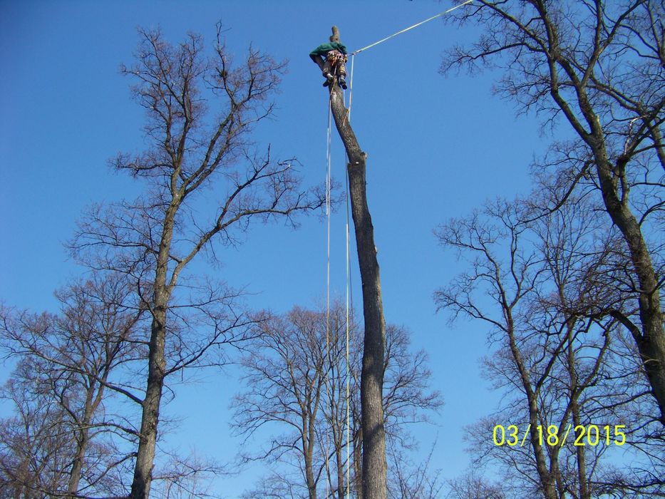 Wycinka drzew trudnych, cięcia drzew, krzewów żywopłotów,usuwanie drze