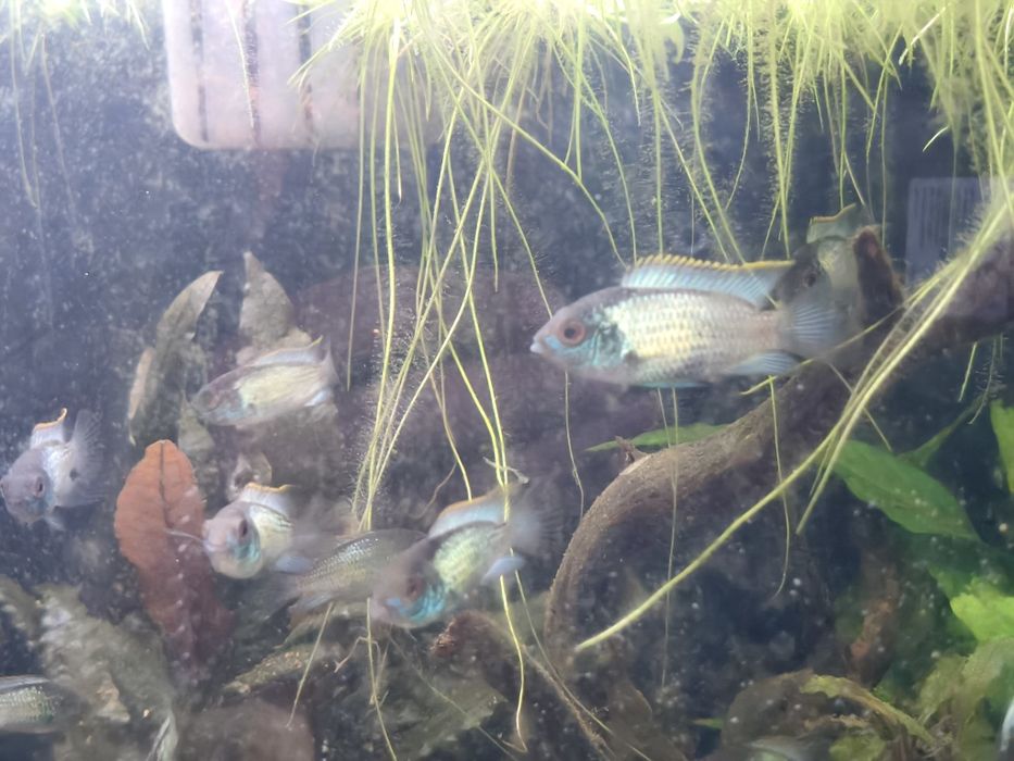 Vendo peixes lindos