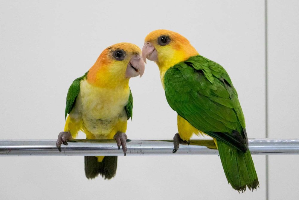 Marianinhas de Cabeça Canela.