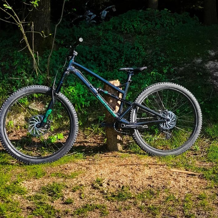 dartmoor blackbird intro 29