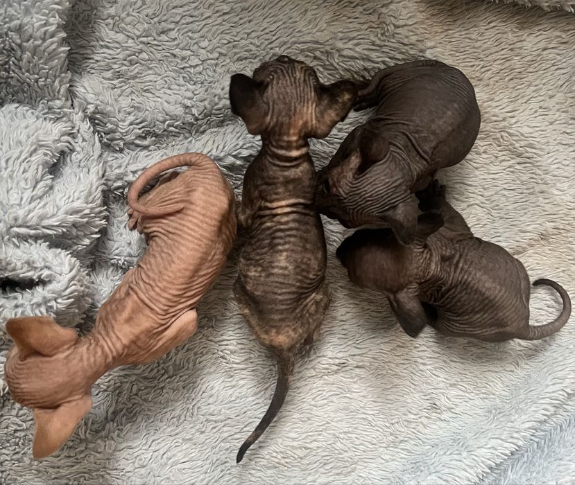 Котята сфинкс, кошеня сфінкс, кошенята сфінкс