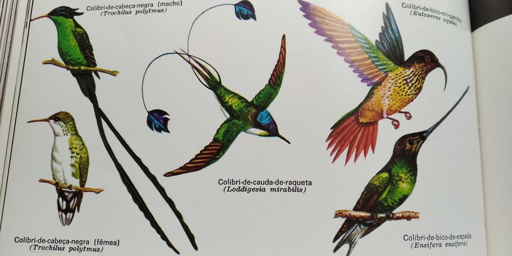A Enciclopédia Salvat de Fauna de  Félix Rodríguez de la Fuente