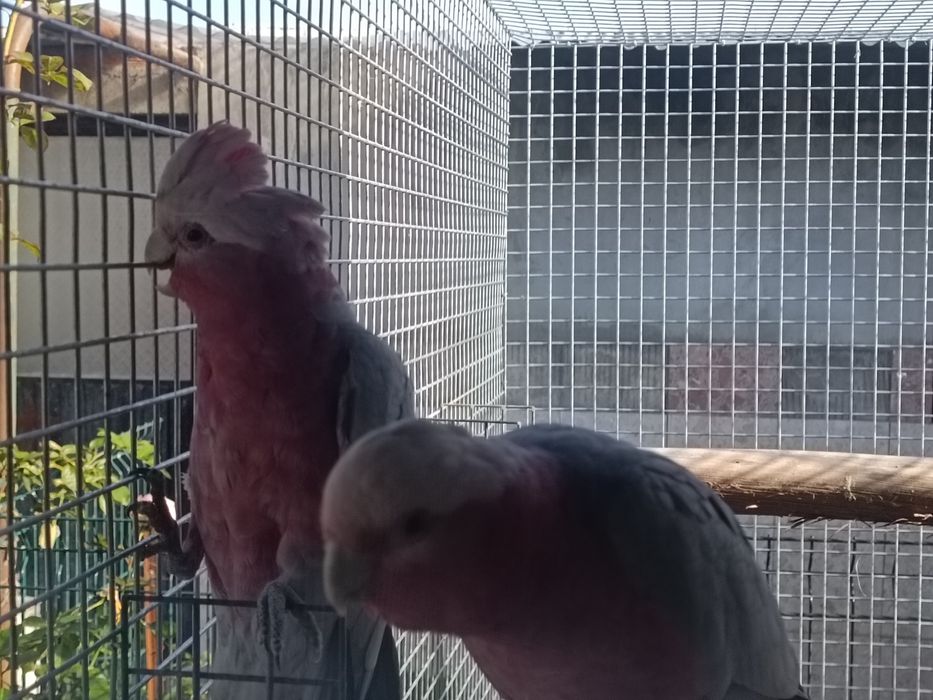 Catatuas galah para criar a mao
