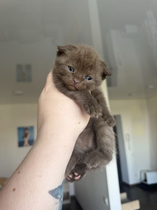 Шотландський вислоувий мальчік