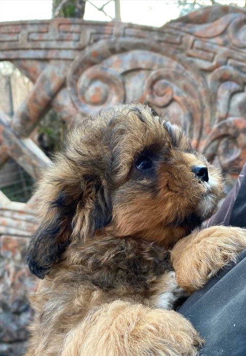 Чудовий песик породи Мальтипу Ф1 для подарунку