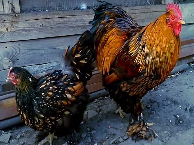 Інкубаційне яйцо,курчата,Кохінхін золото,мармур,смугастий.біле золото.