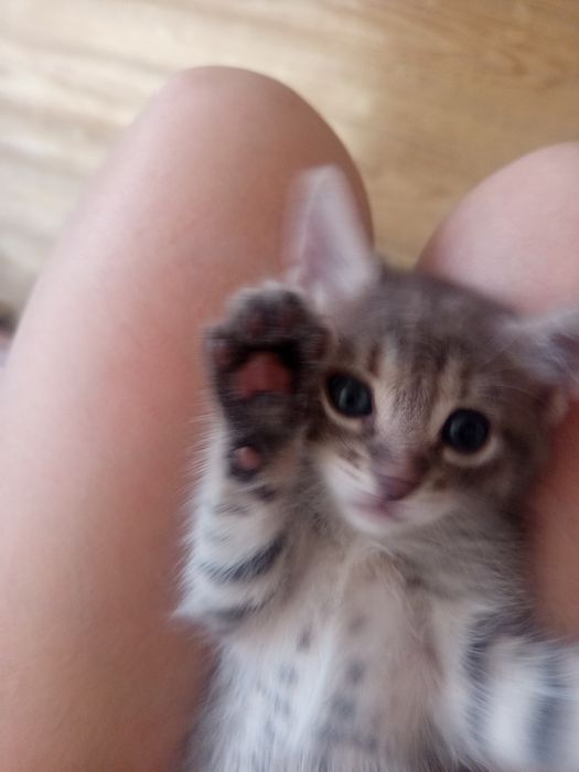 Отдам котят в хорошие руки
