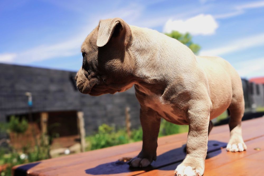 mini American Bully POCKET ABKC LILAC pitbull Pit Bull