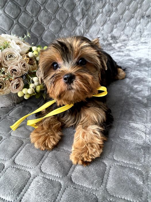 Йорки гарнесенькі