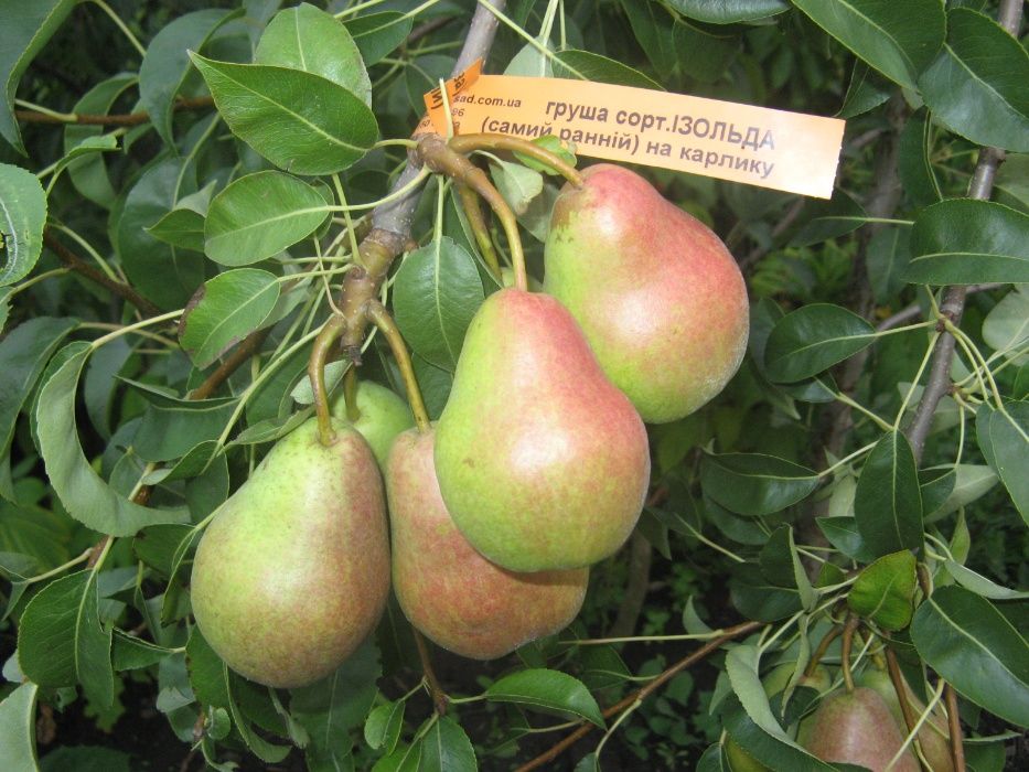 Саджанці фруктових дерев,кущів та квітів у контейнерах