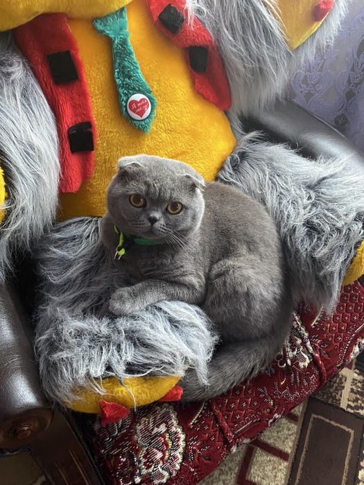 Продам кота Британця