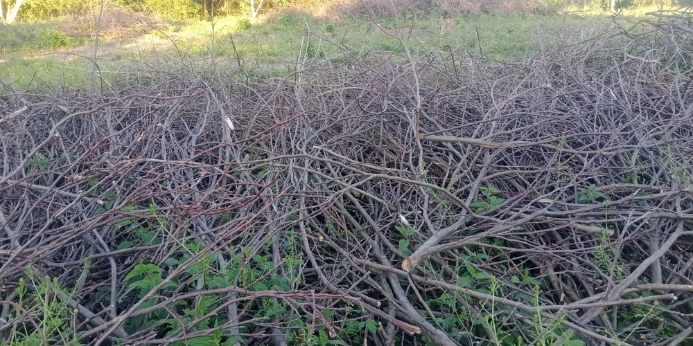Oddam Gałęzie po wycince